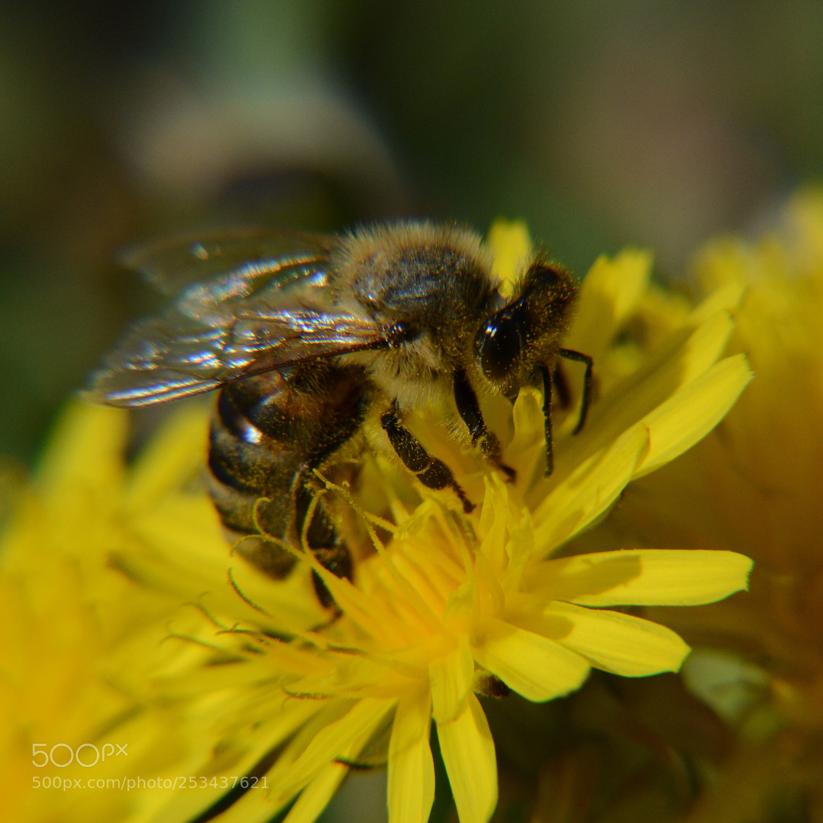 Nikon D7100 sample photo. Welcometospring photography