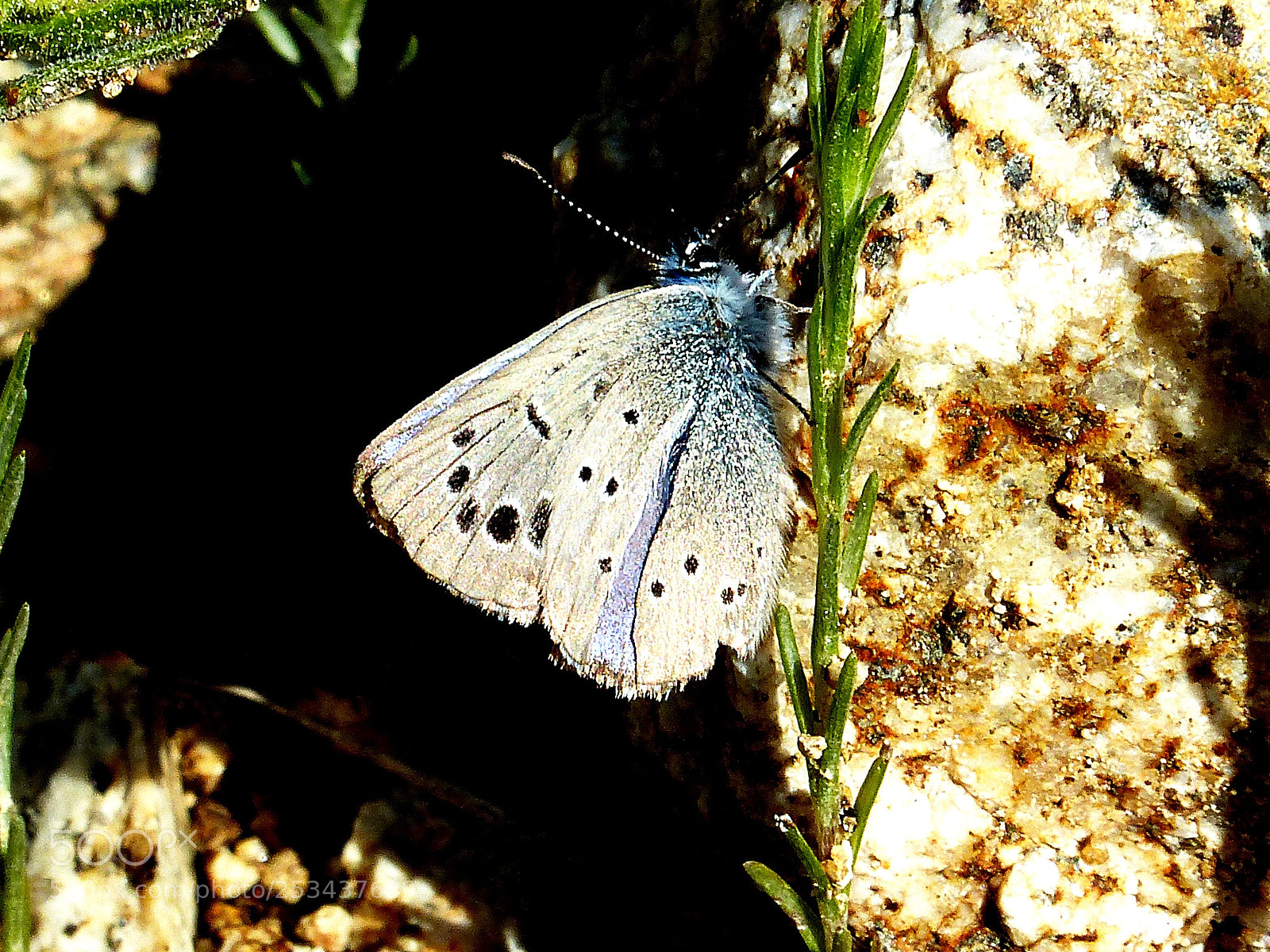 Panasonic Lumix DMC-FZ200 sample photo. Provençal short-tailed blue photography