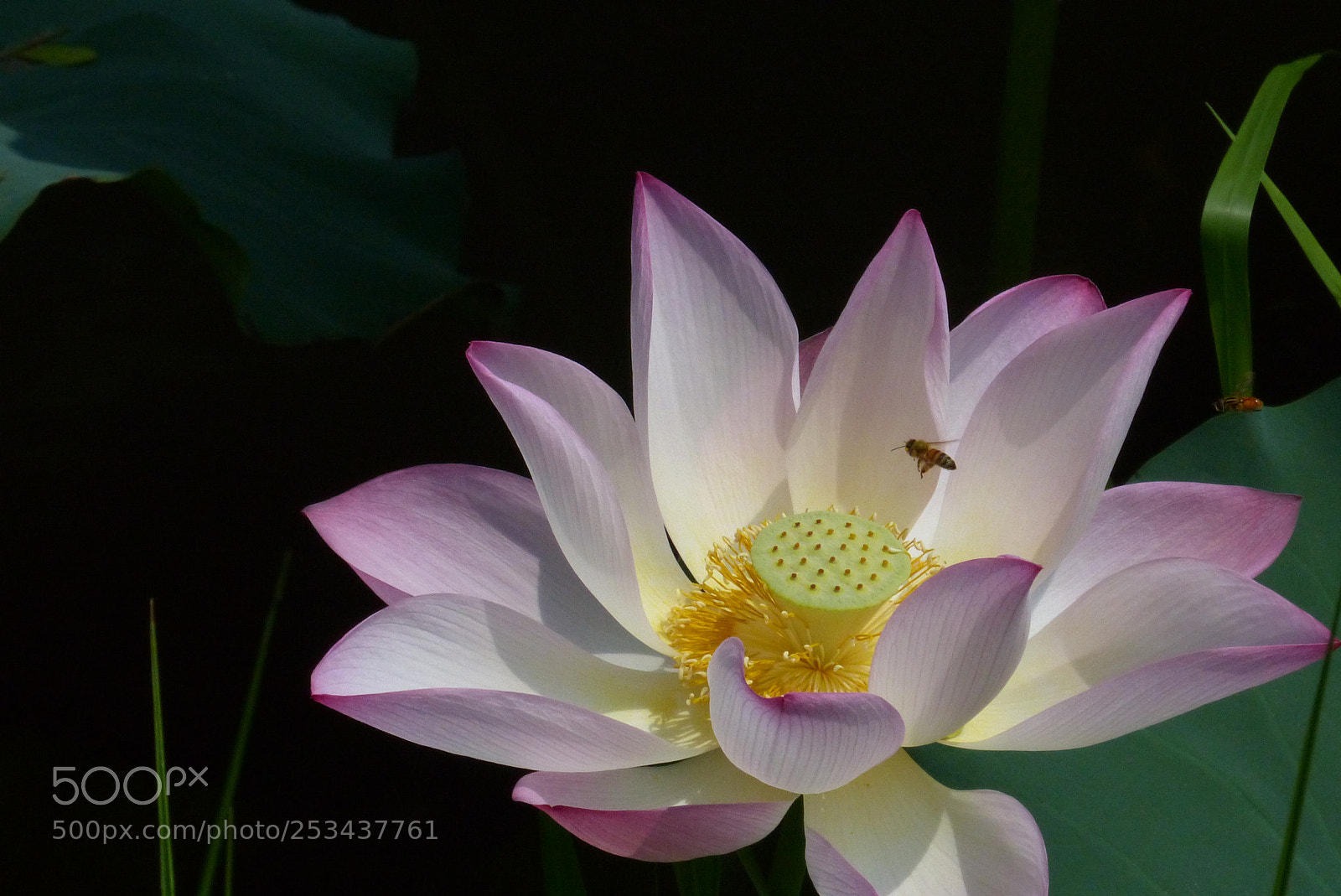 Panasonic Lumix DMC-FZ200 sample photo. Lotus photography