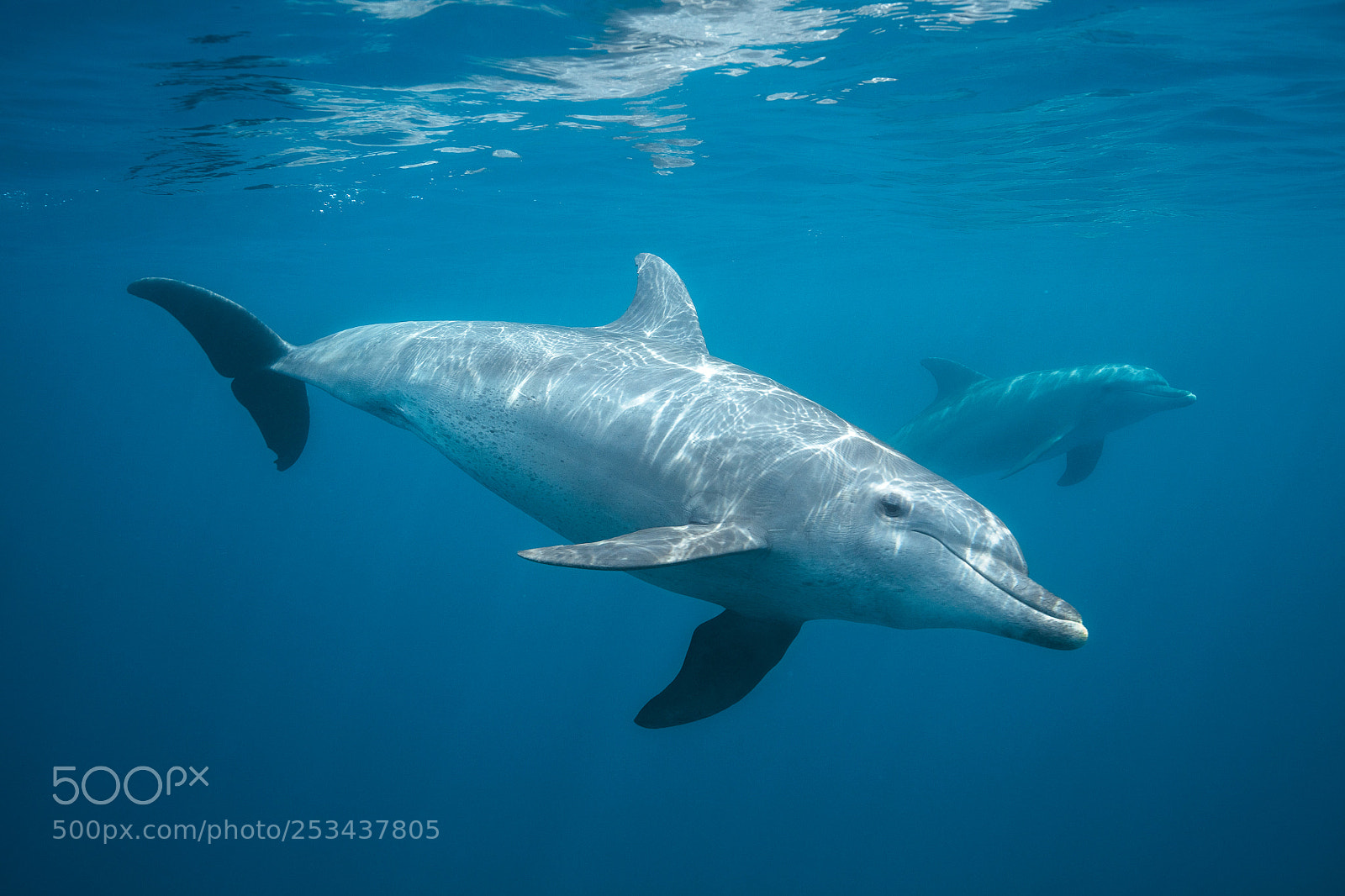 Canon EOS 5DS R sample photo. Curious dolphin photography