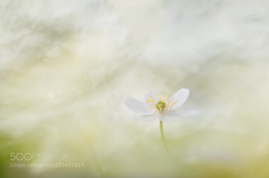 Nikon D300 sample photo. Anemone photography