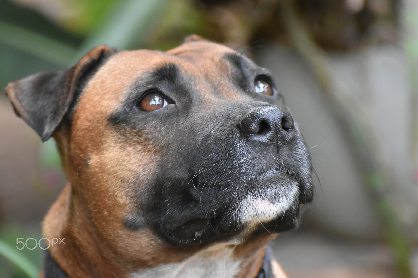 Nikon D5500 sample photo. Close up photography