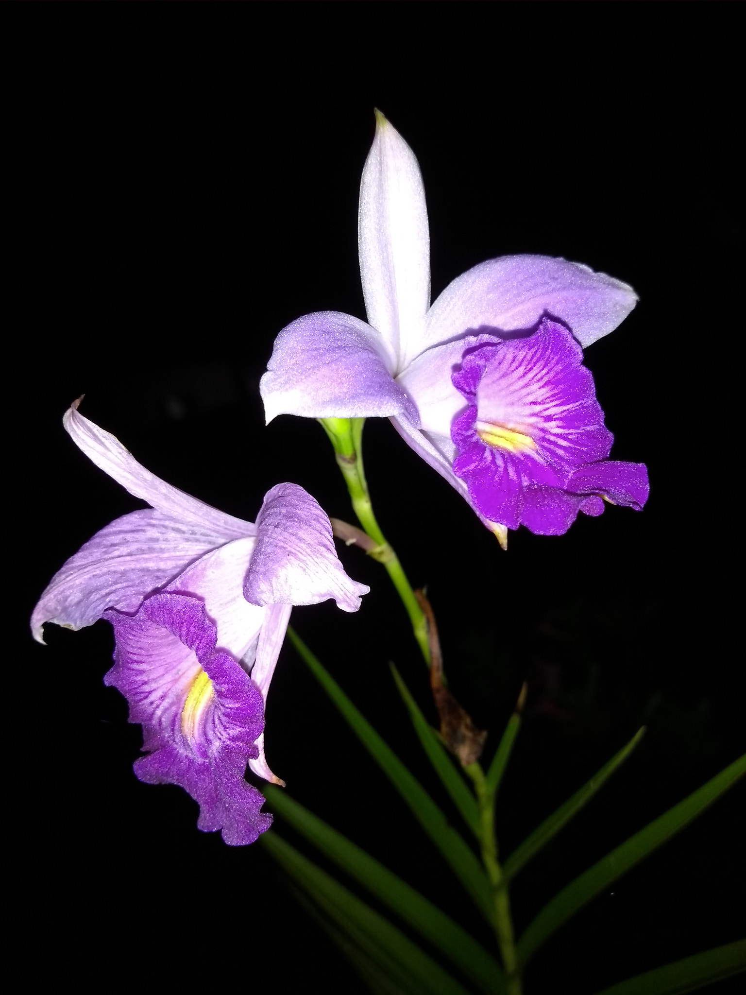 Motorola Moto G (5S) sample photo