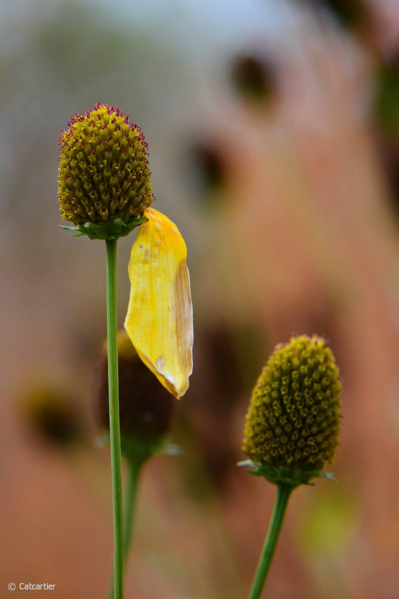 Nikon AF-S Micro-Nikkor 105mm F2.8G IF-ED VR sample photo. Survivant photography
