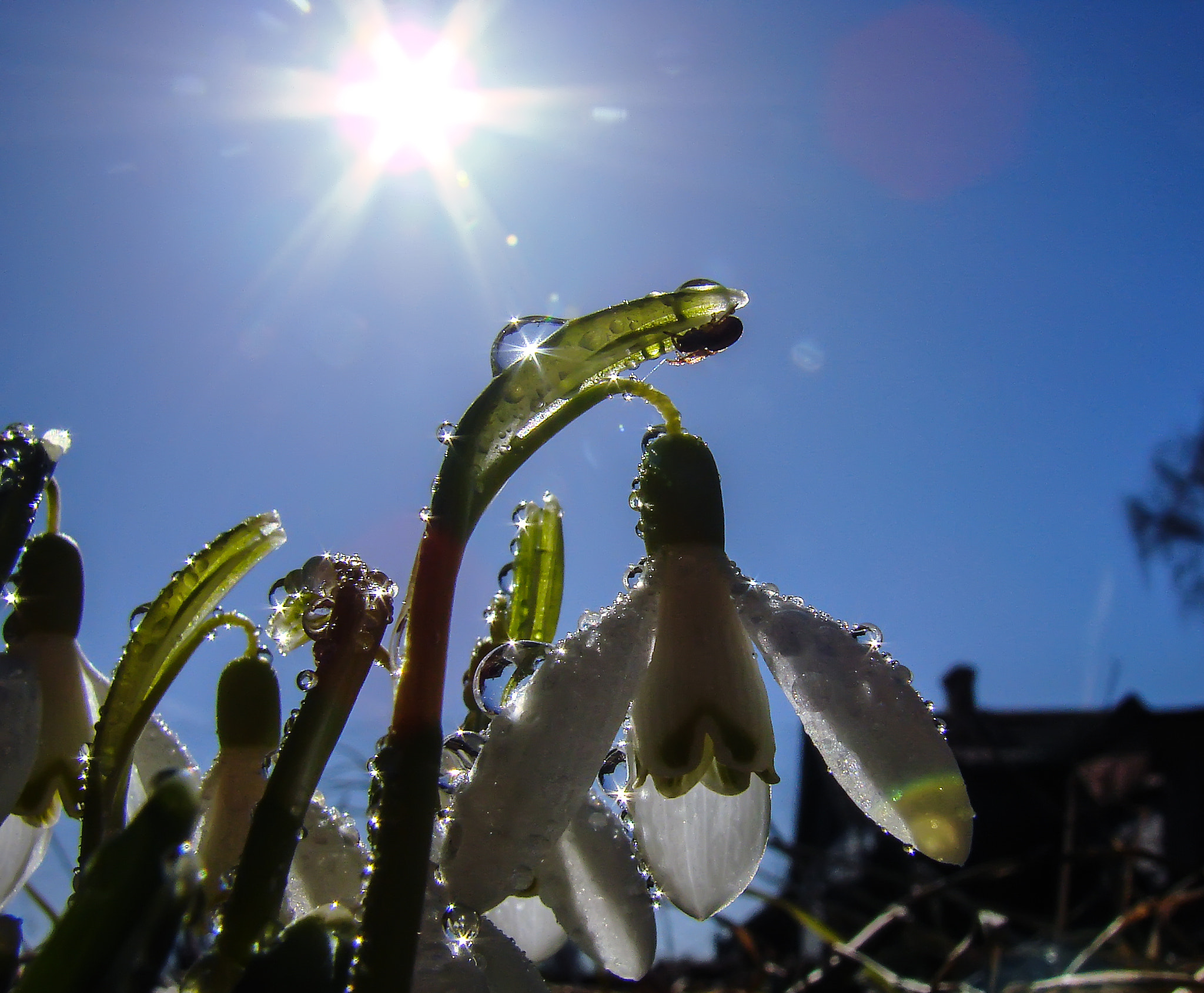 Sony DSC-H5 sample photo. Closer to the sun photography