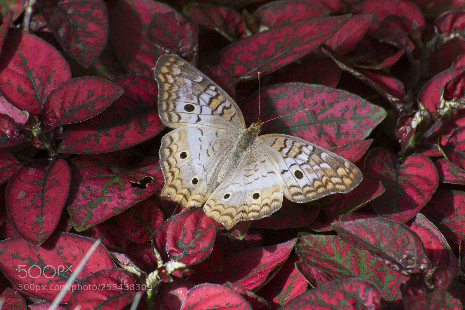 Nikon D7200 sample photo. Butterfly 2018-6 photography