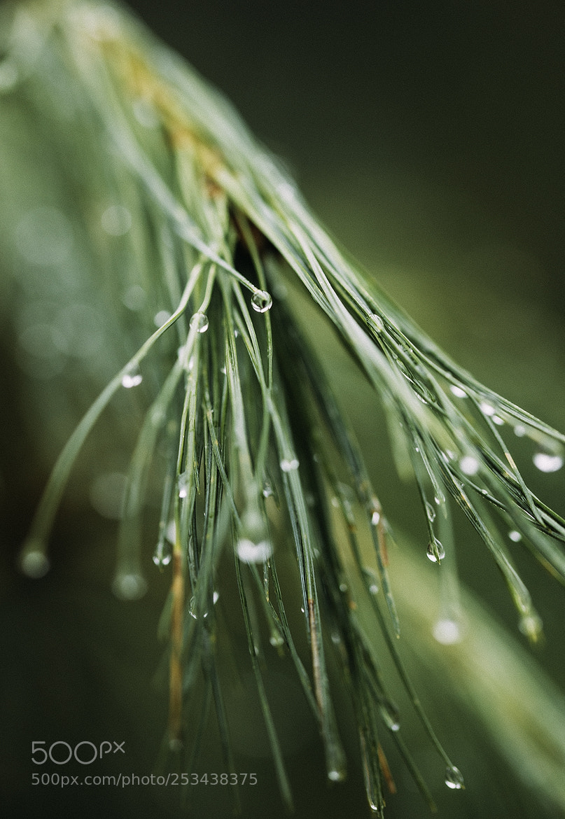 Nikon D600 sample photo. 180413 photography