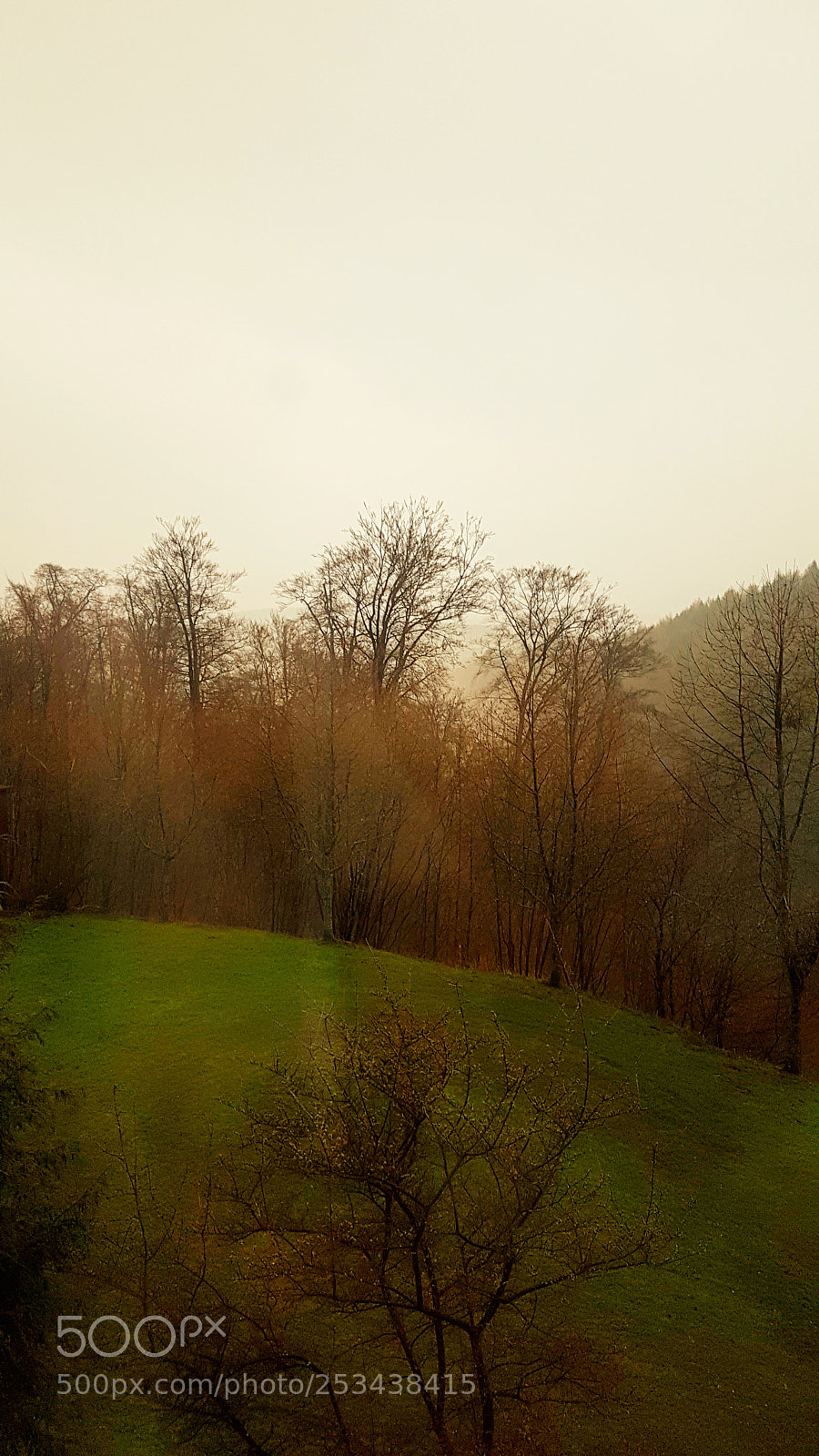 Samsung Galaxy S7 Edge sample photo. Wald im nebel photography