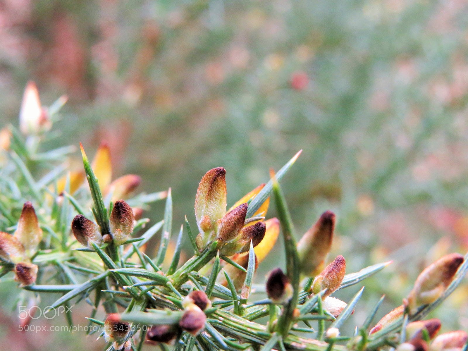 Canon PowerShot SX50 HS sample photo. Nature photography