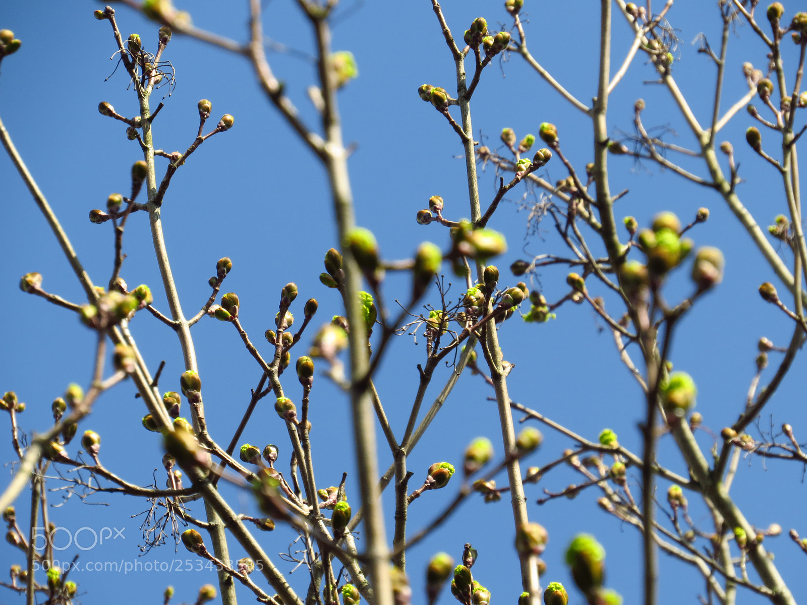Canon PowerShot SX50 HS sample photo. Nature photography