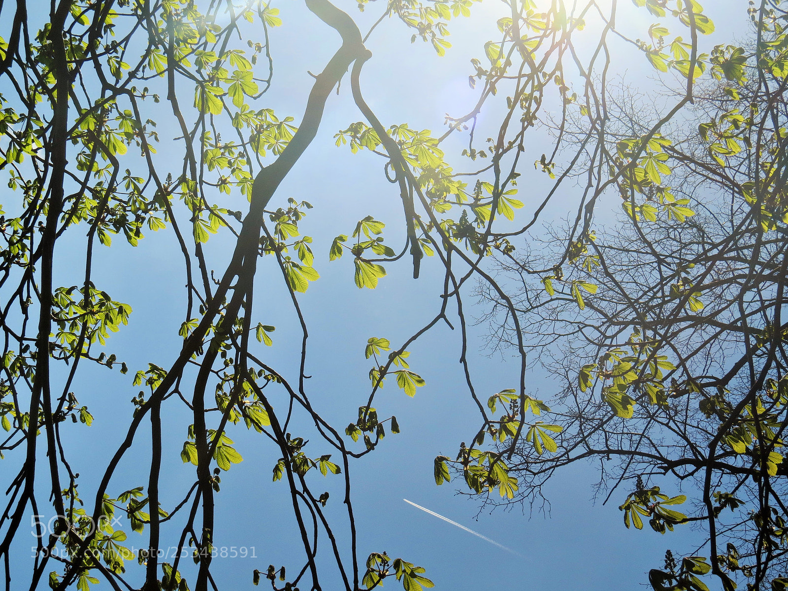 Canon PowerShot SX50 HS sample photo. Nature photography