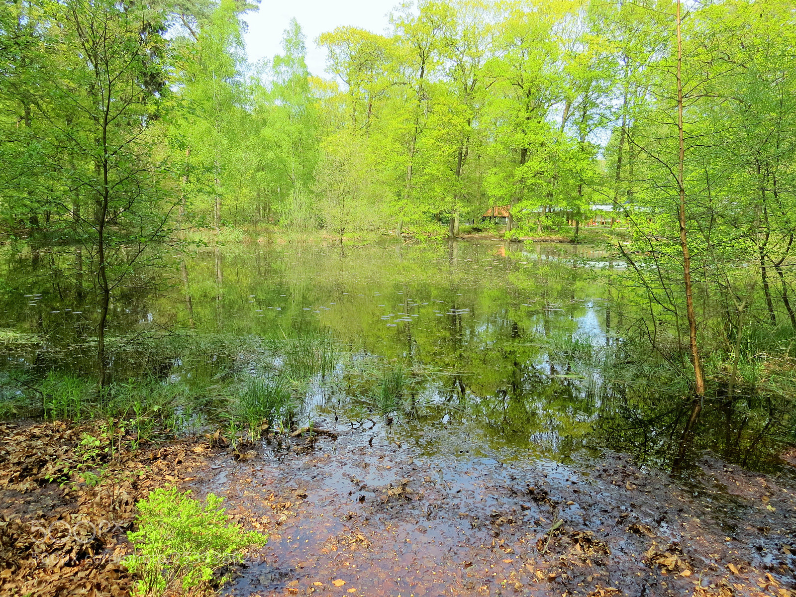 Canon PowerShot SX50 HS sample photo. Nature photography