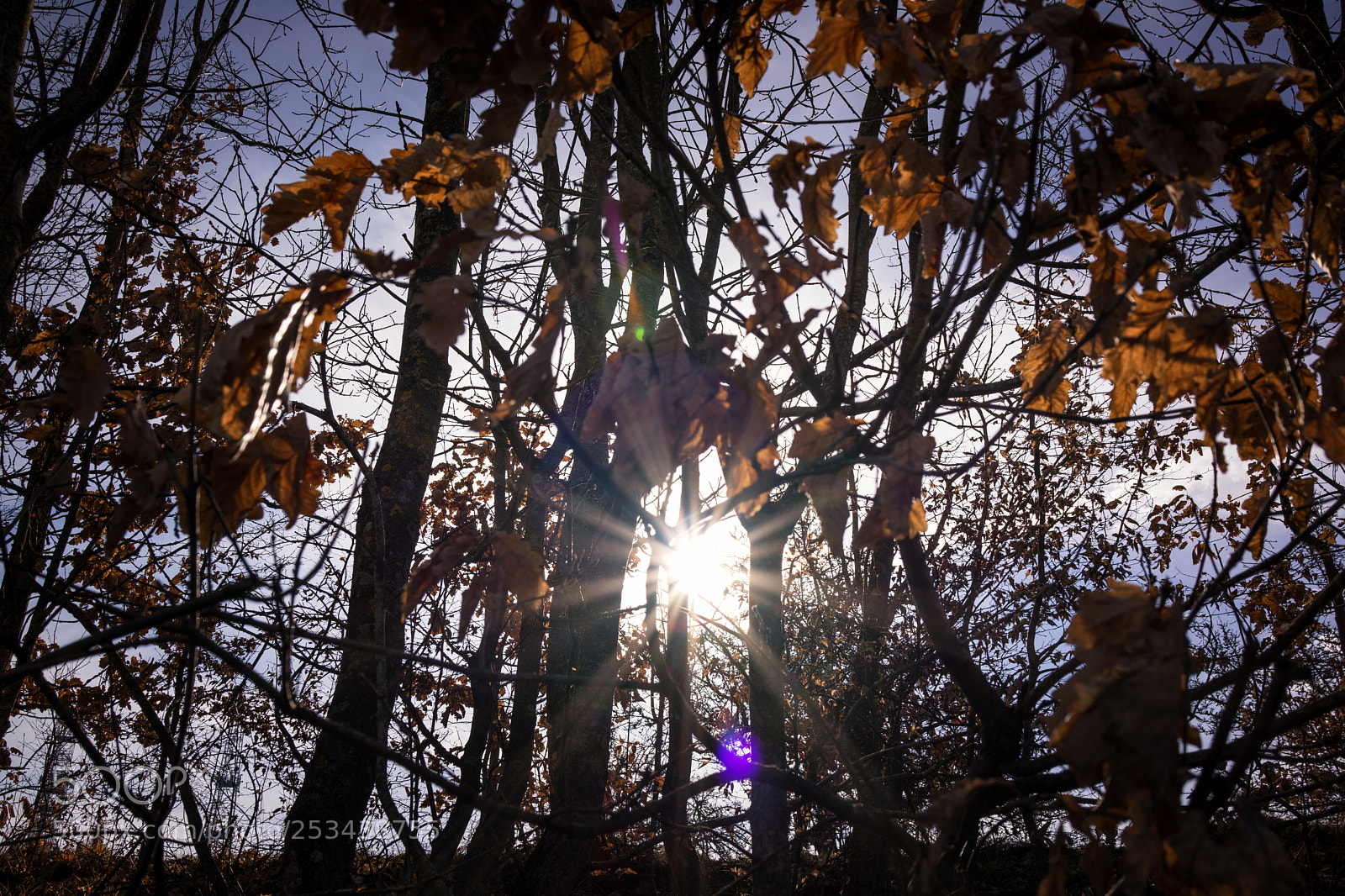 Sony Cyber-shot DSC-RX1 sample photo. Sun is shining through photography