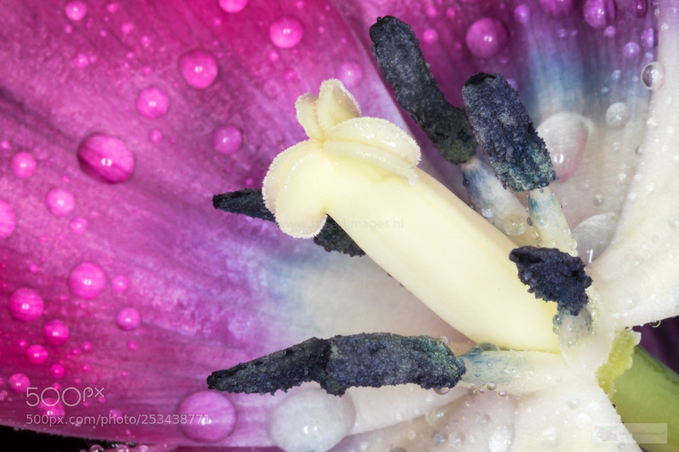 Canon EOS 7D Mark II sample photo. Alien photography