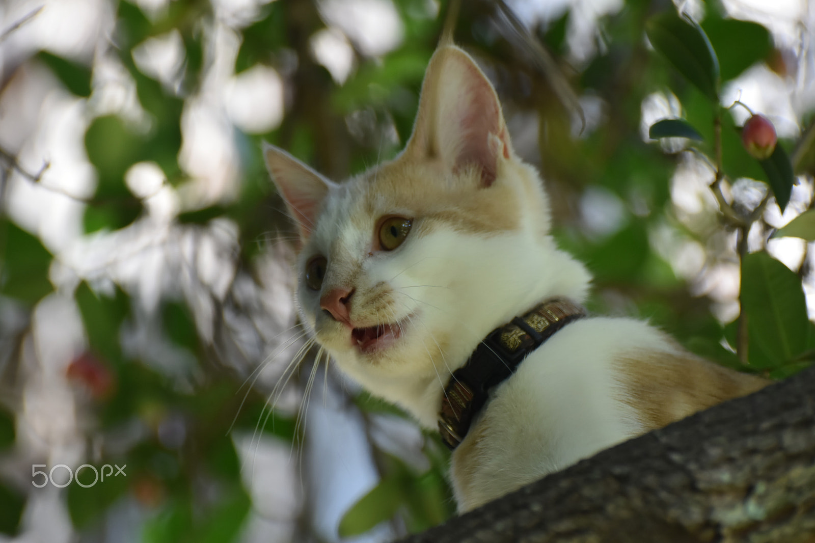 Nikon D5500 sample photo. Cute cat photography