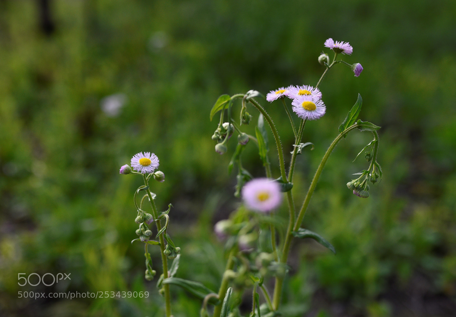 Sigma 35mm F1.4 DG HSM Art sample photo. Untitled photography