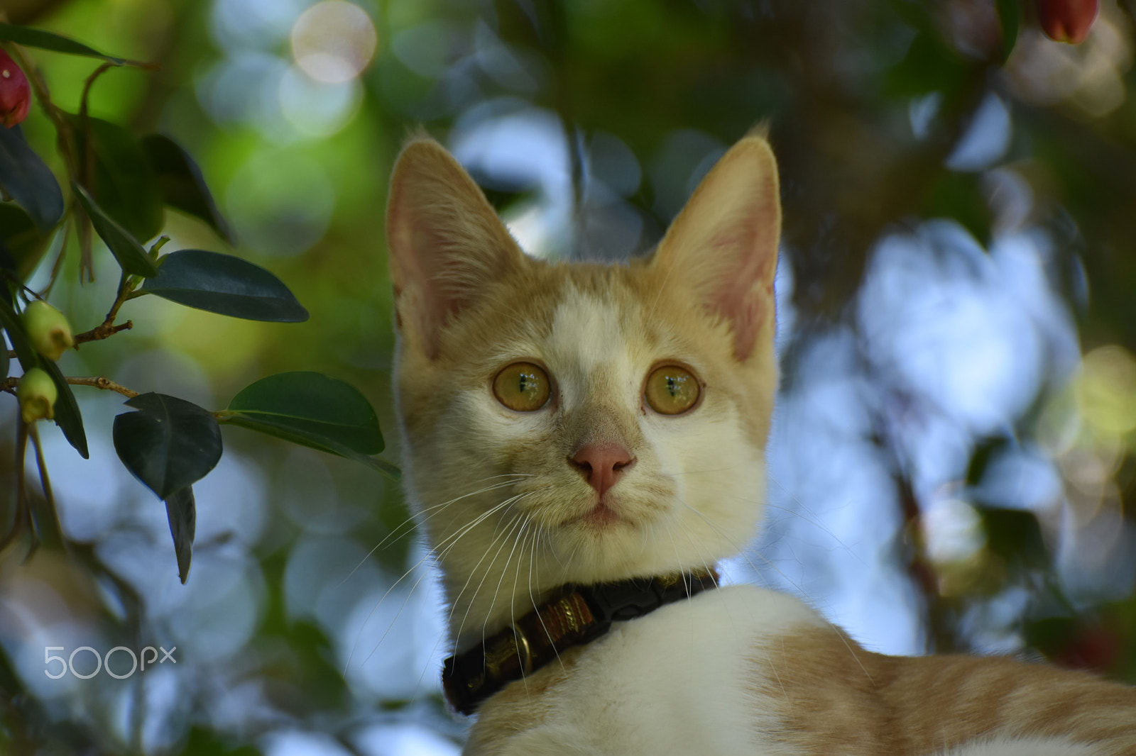 Nikon D5500 sample photo. Cute cat photography
