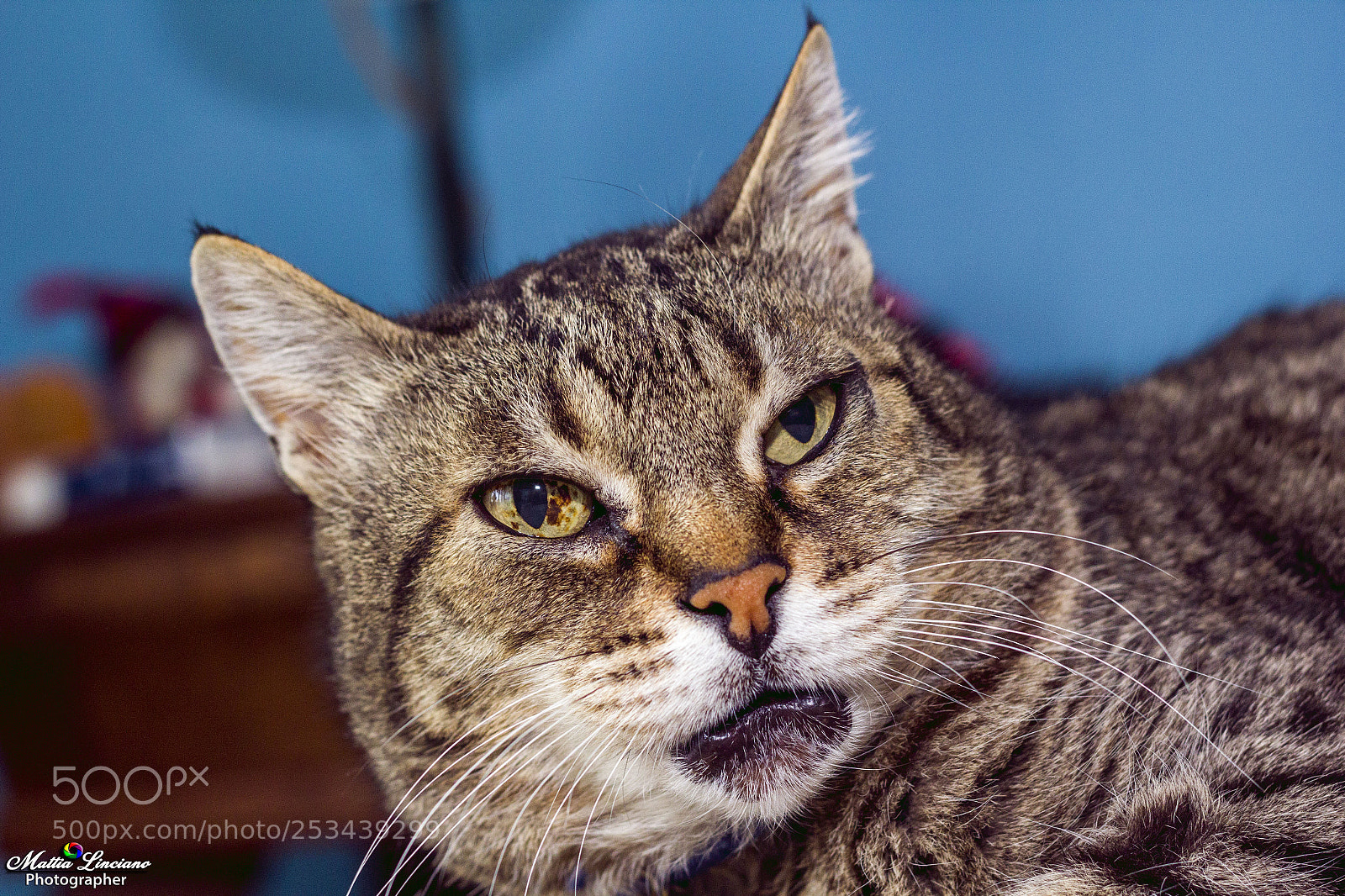 Canon EOS 60D sample photo. Ritratti fuffi photography