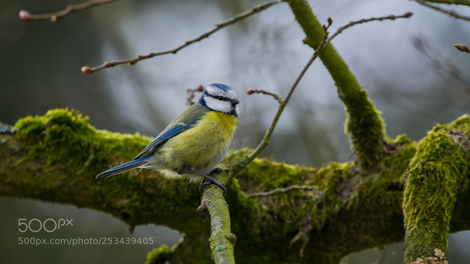 Nikon D7100 sample photo. Blue tit on green photography