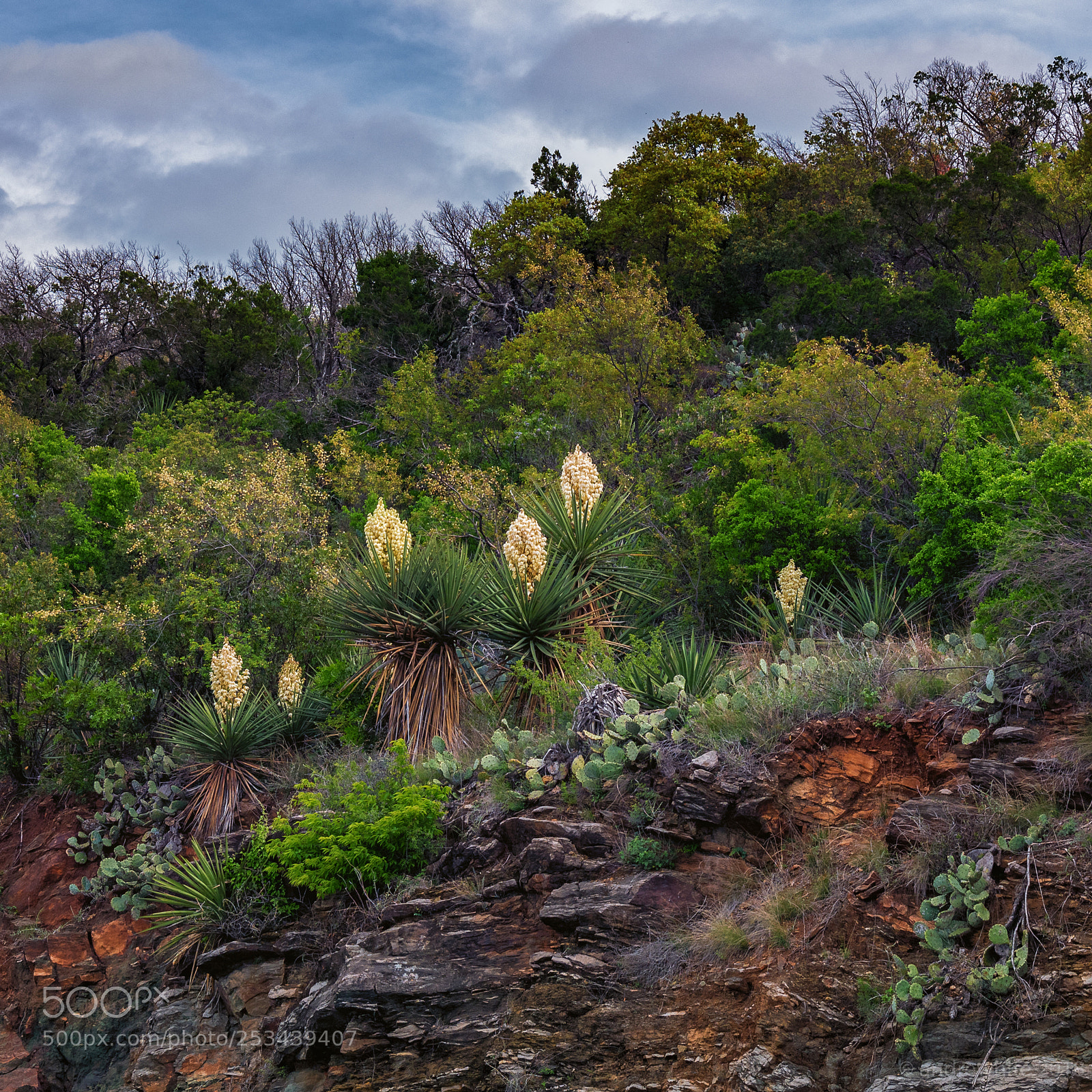 Nikon D850 sample photo. Hill country cliffside photography