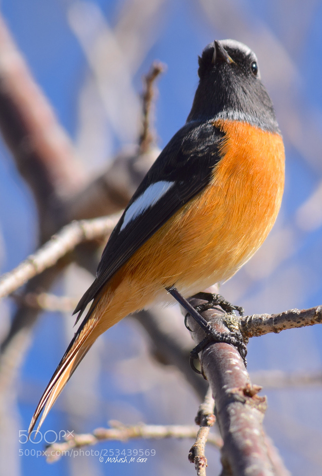 Nikon D5300 sample photo. Daurian redstart - male photography