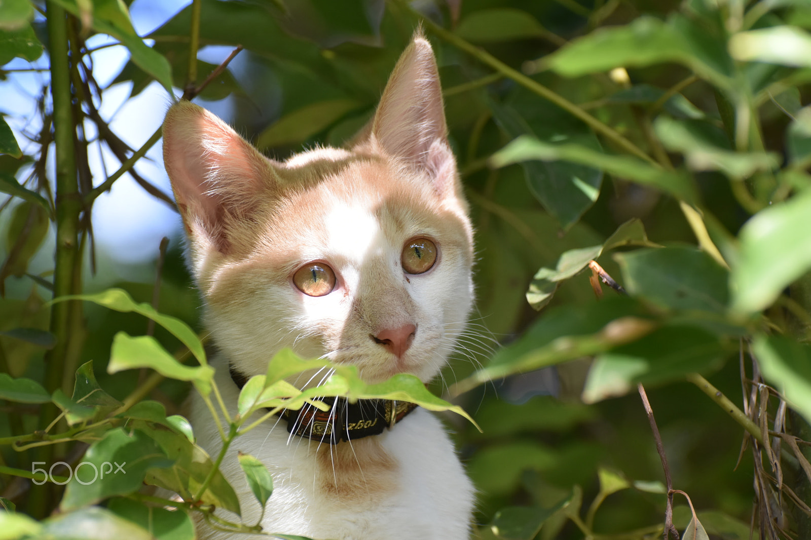 Nikon D5500 sample photo. Cute cat photography