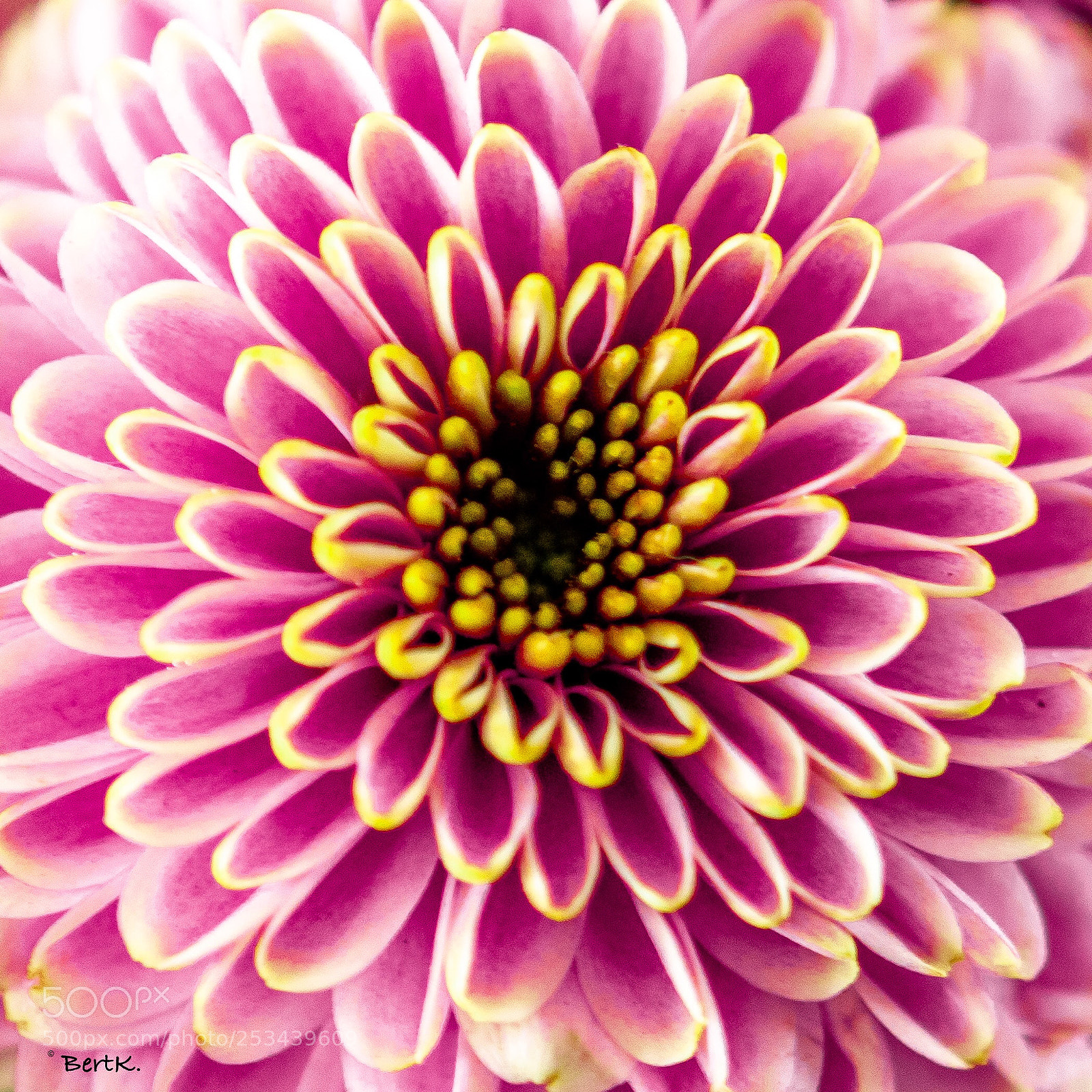 Nikon D500 sample photo. Dahlia photography