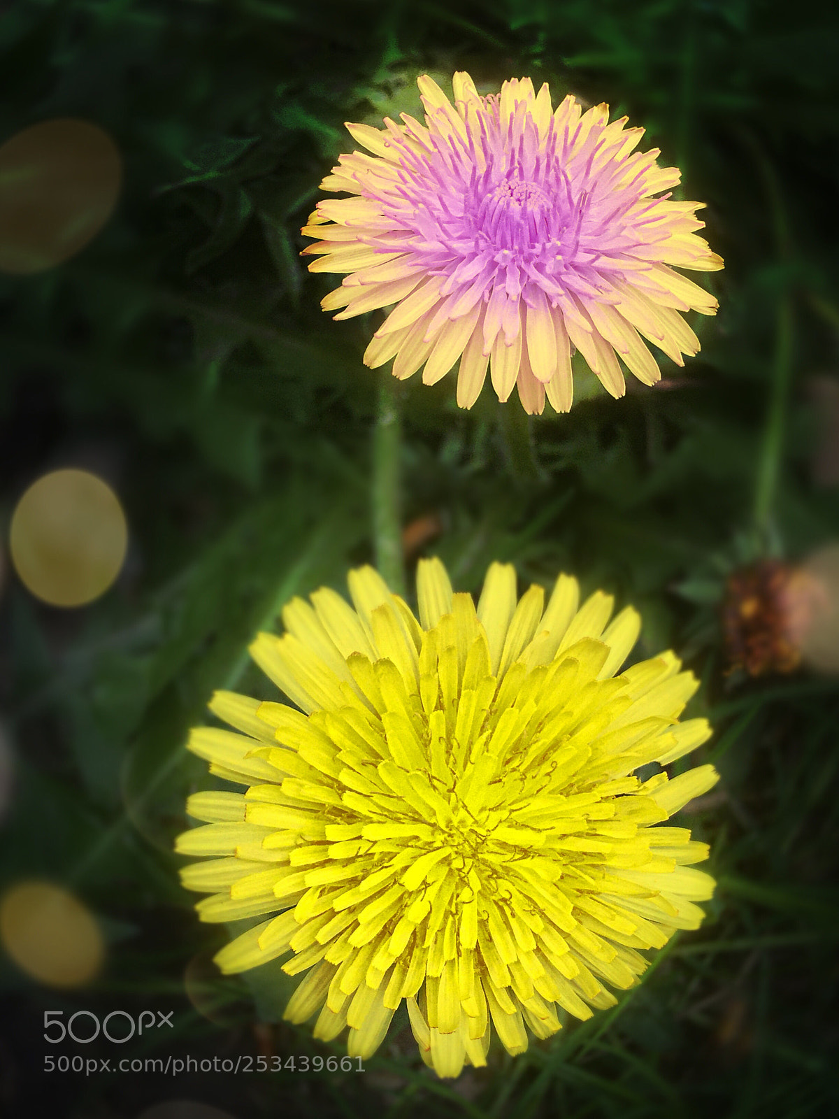 Apple iPhone 6 sample photo. Spring france photography
