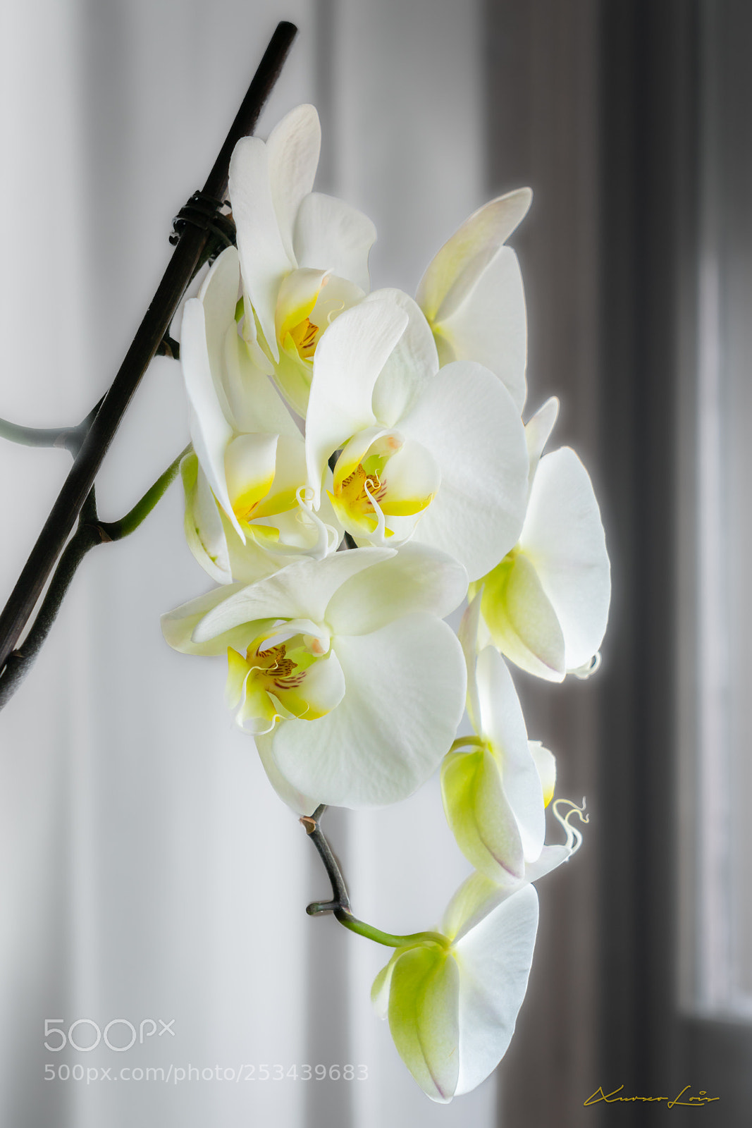 Sony a7R II sample photo. Orchidea 20180412 photography