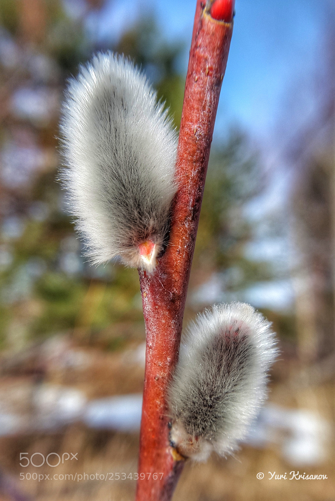 Samsung Galaxy Alpha sample photo. Fluffy buds on the photography