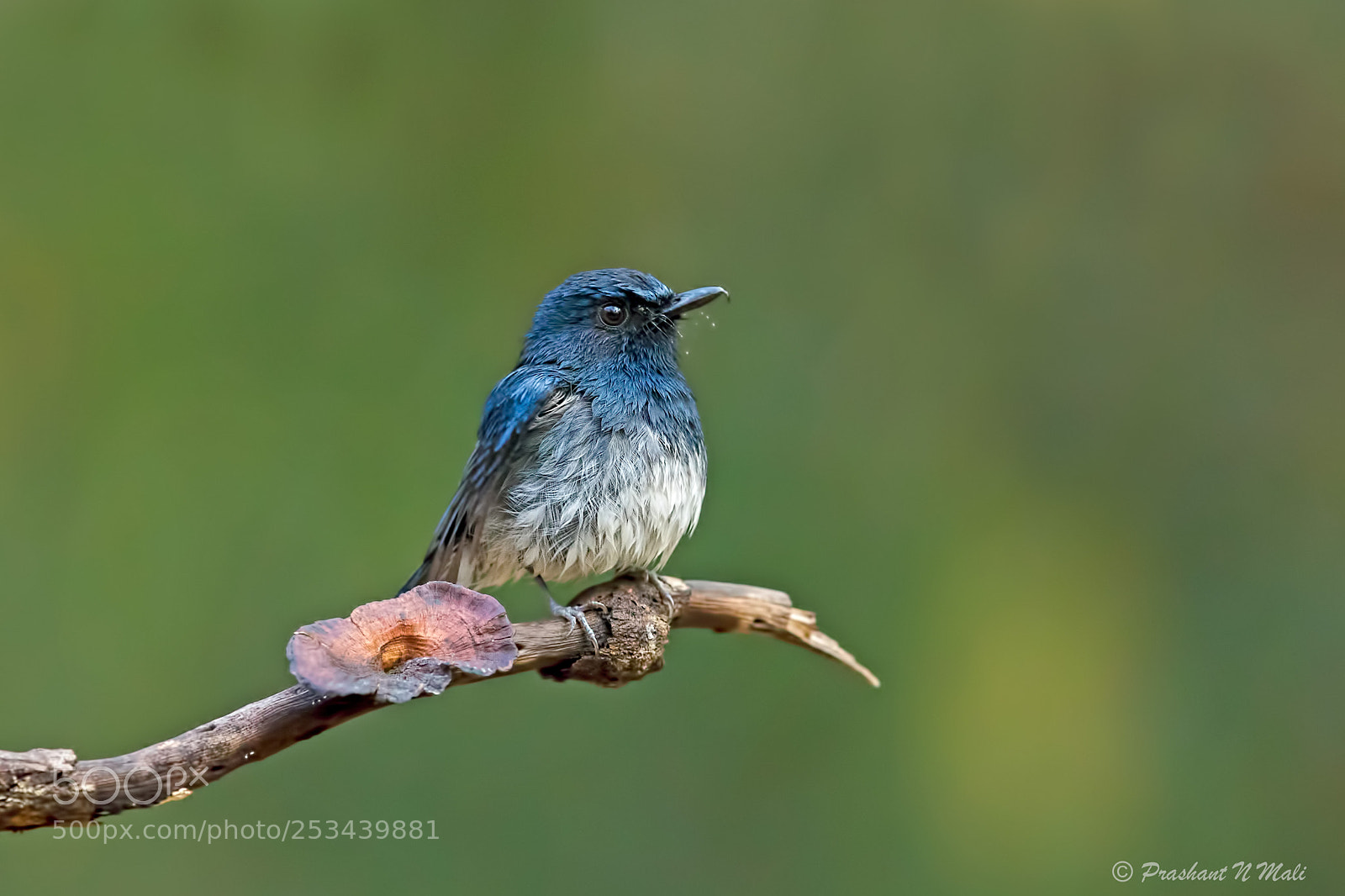 Canon EOS 5D Mark IV sample photo. Whitebelliedblueflycatcher photography
