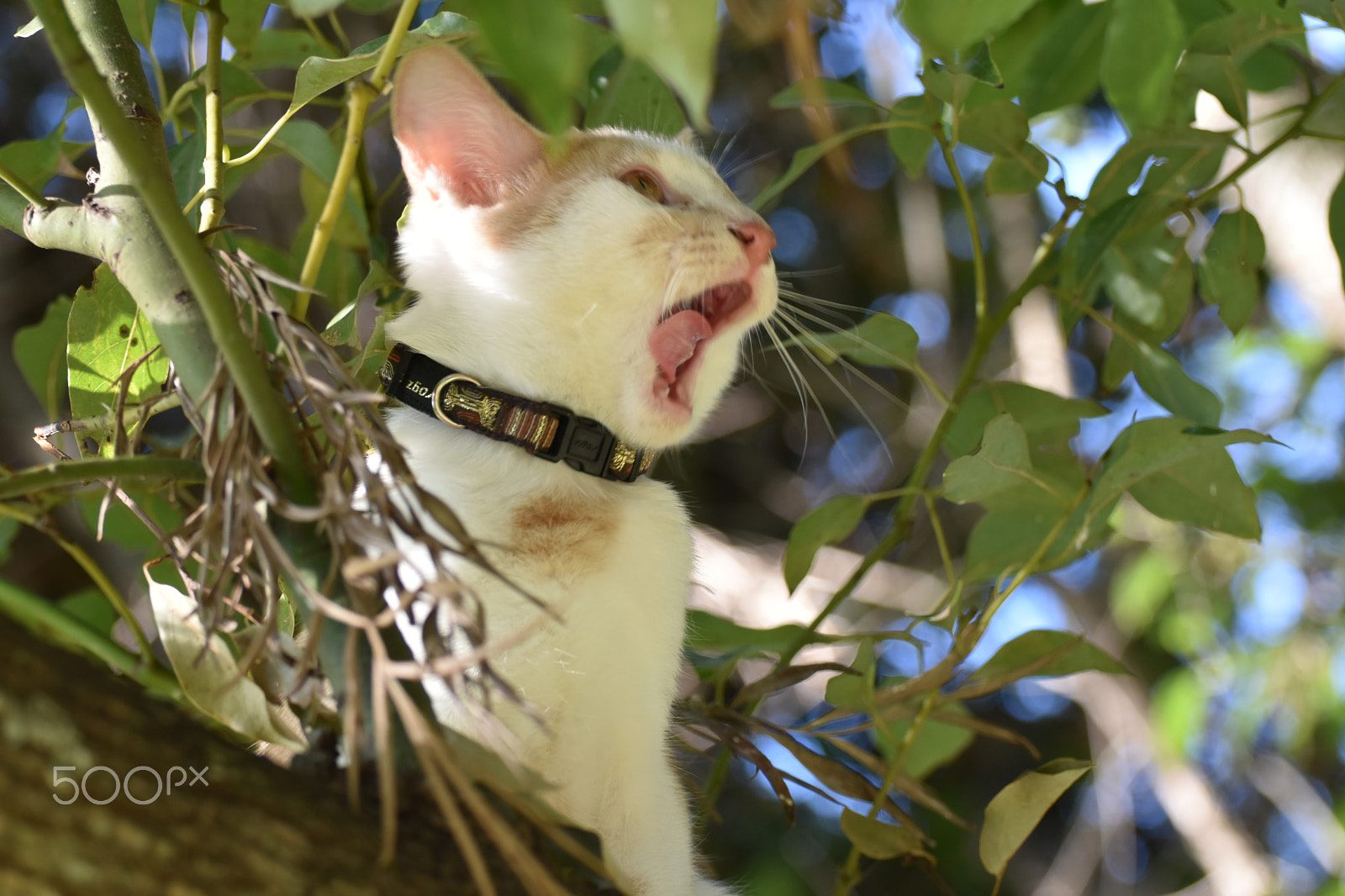 Nikon D5500 sample photo. Cute cat photography
