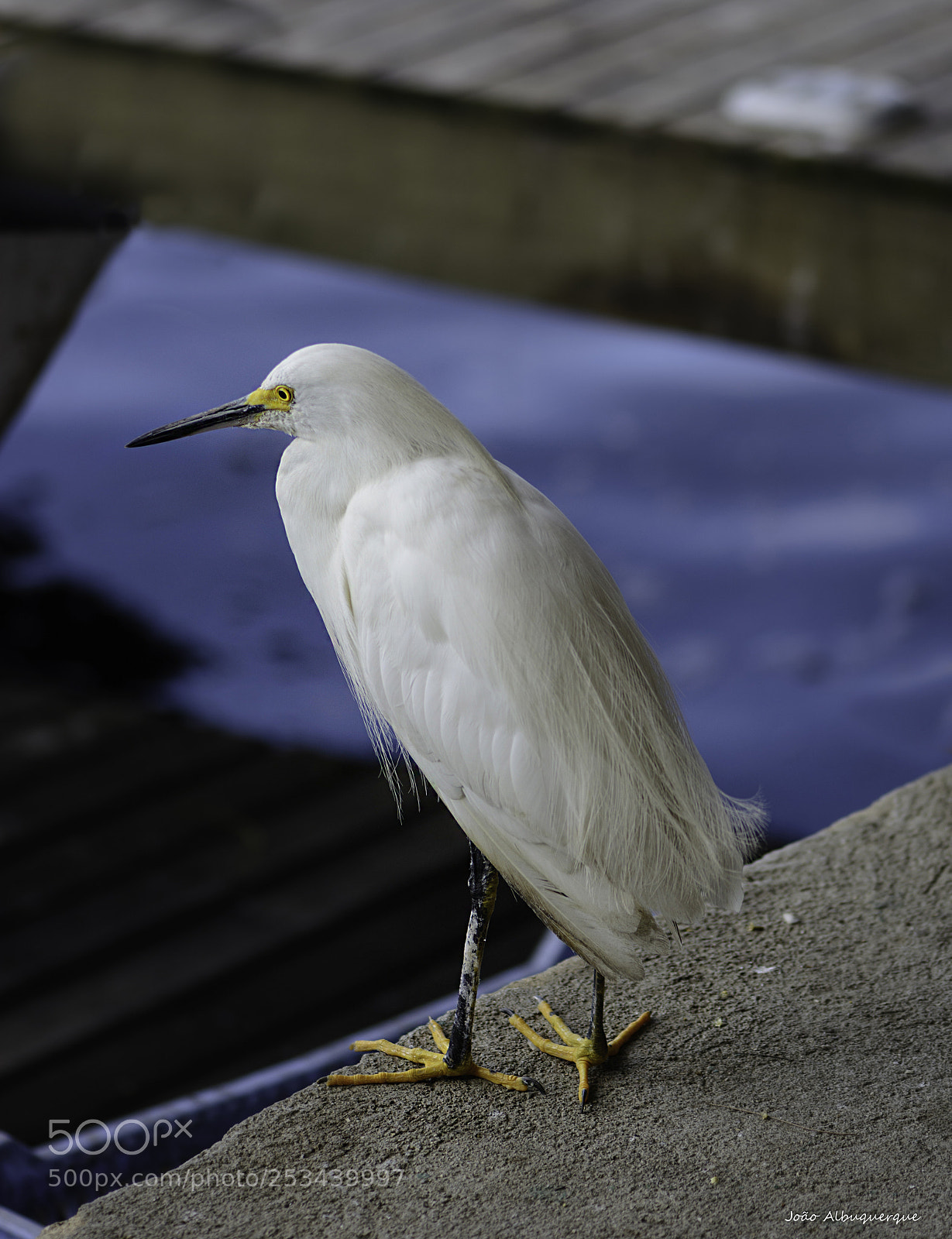 Nikon D5200 sample photo. White and blue photography