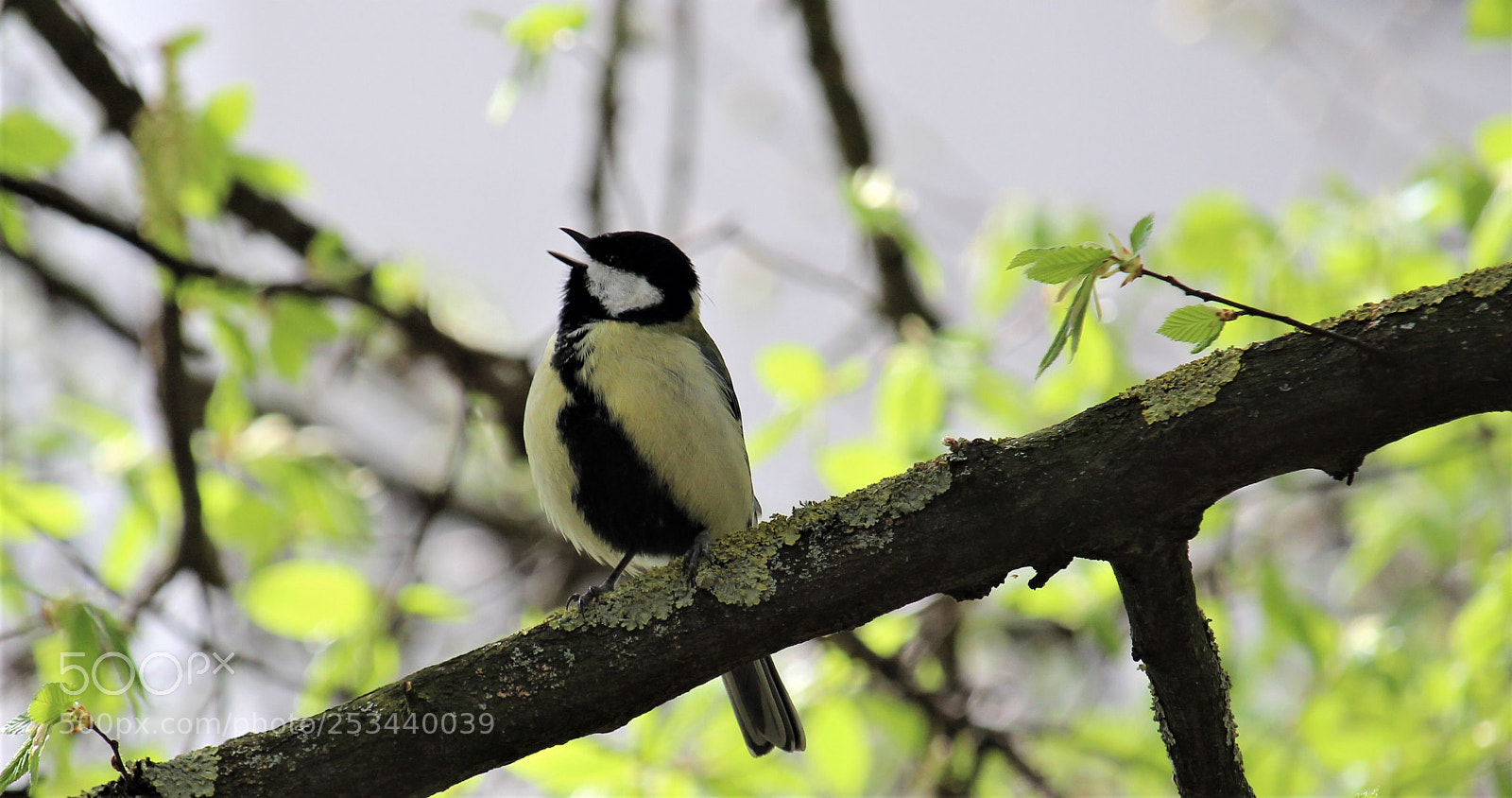 Canon EOS 1300D (EOS Rebel T6 / EOS Kiss X80) sample photo. Singing little bird  photography