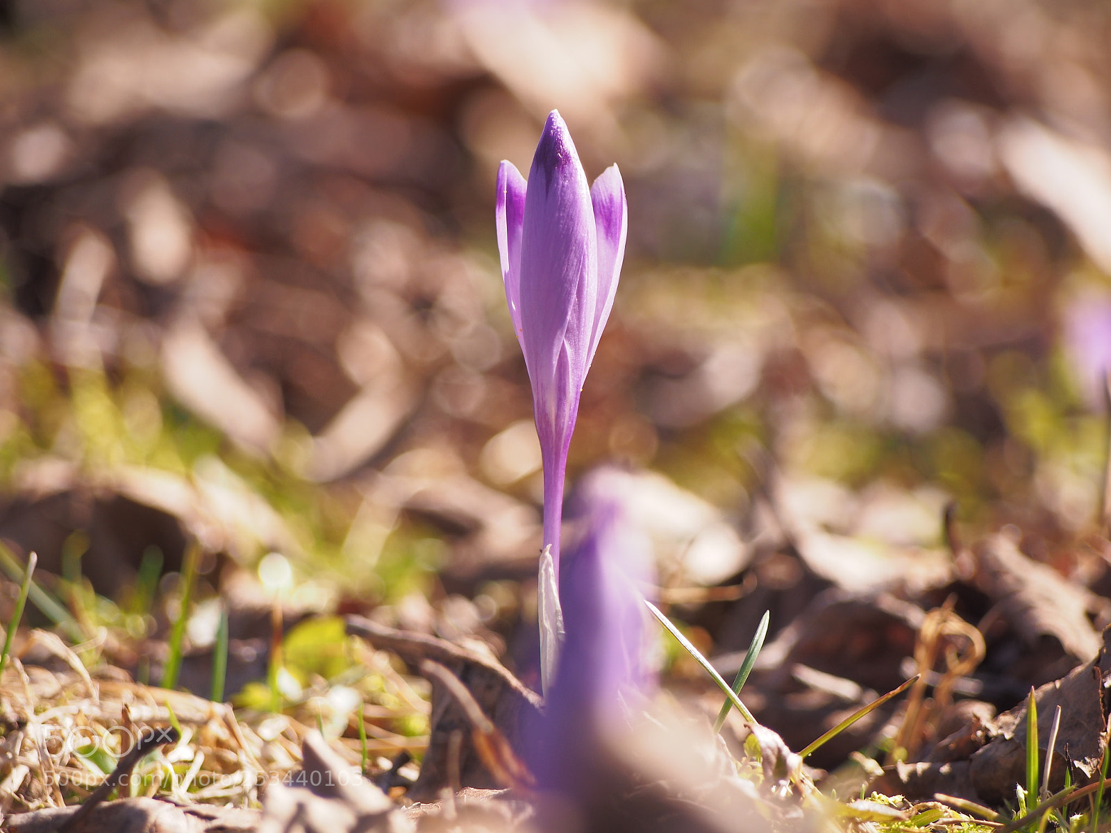 Olympus PEN E-PL5 sample photo. Crocus photography