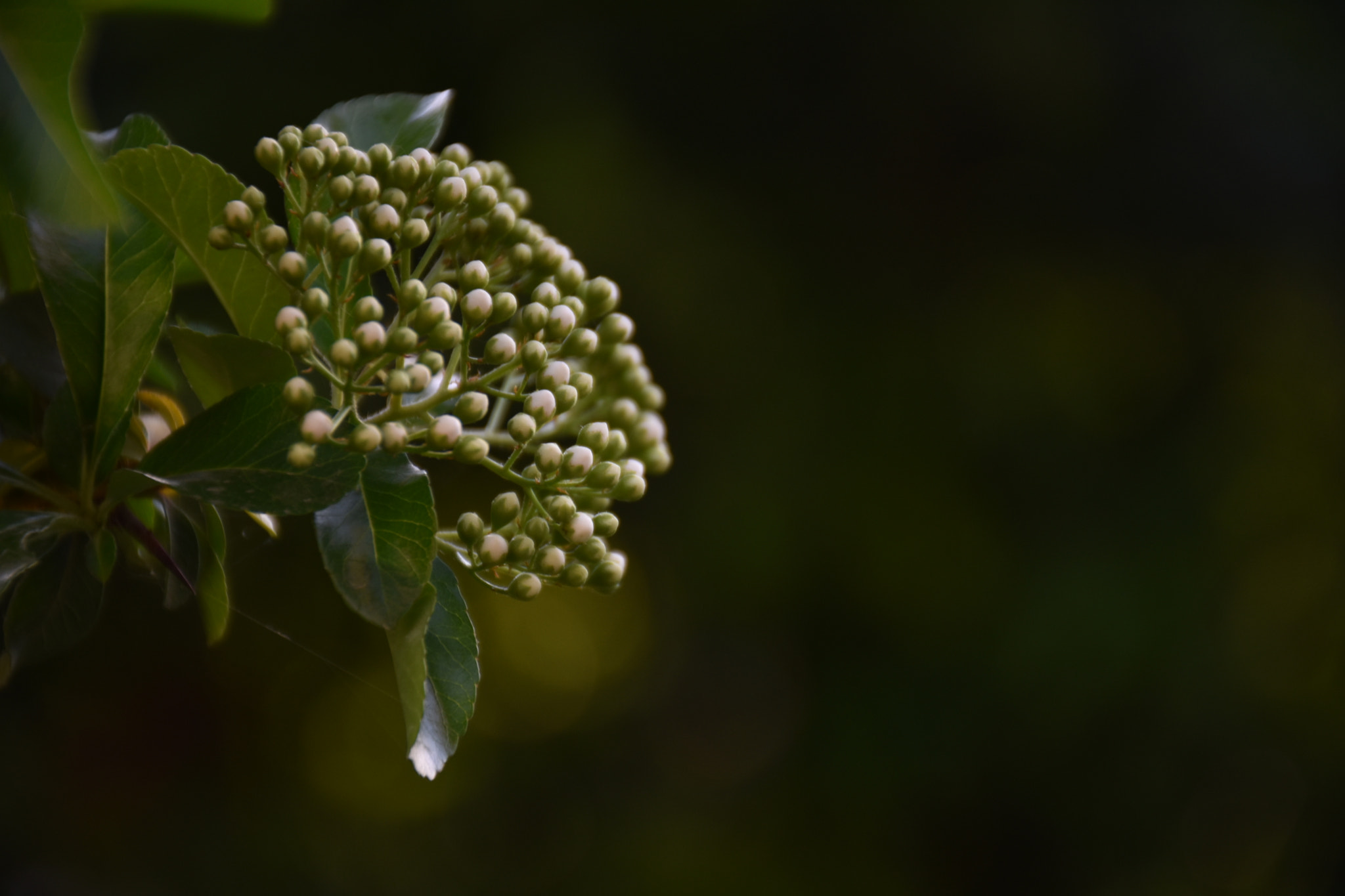 Nikon D3400 sample photo. Blossom ... photography