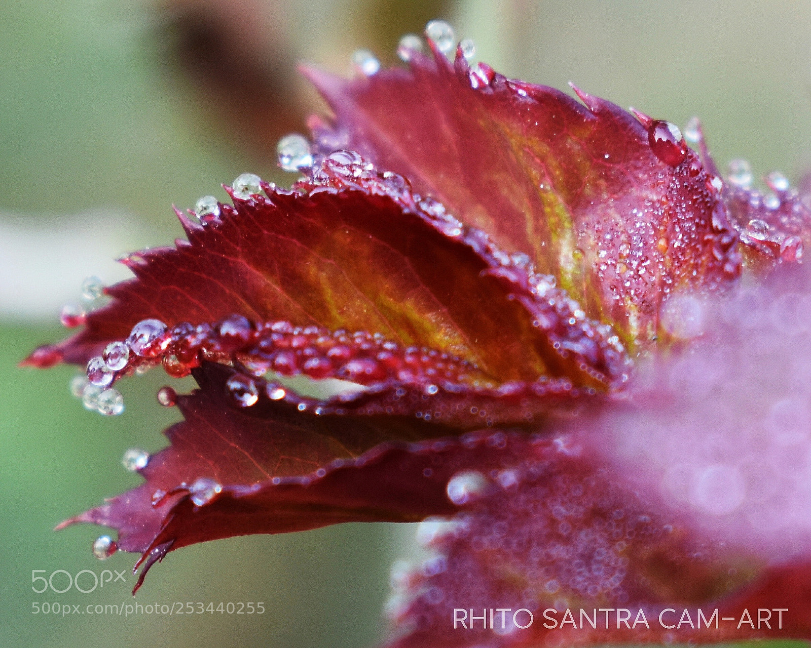 Nikon D3400 sample photo. Foliage 2 photography