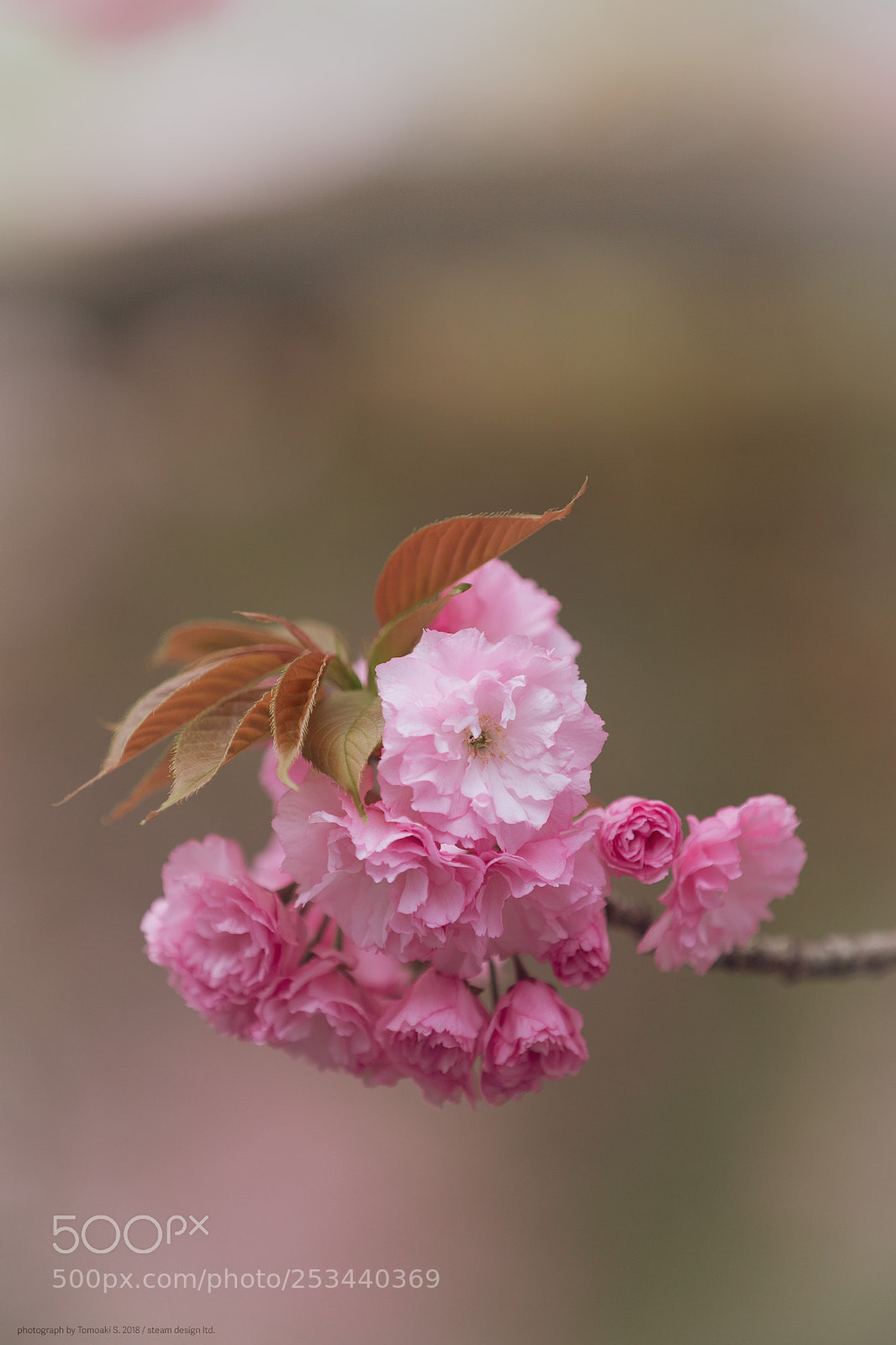 Canon EOS 6D sample photo. Double cherry blossoms photography