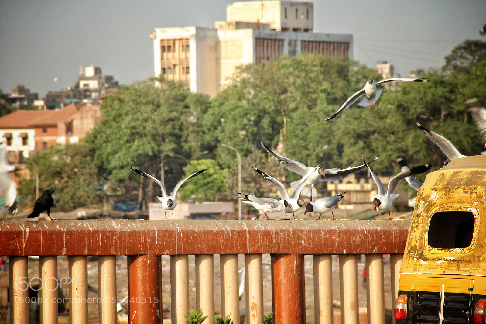 Canon EOS 60D sample photo. Birds photography photography