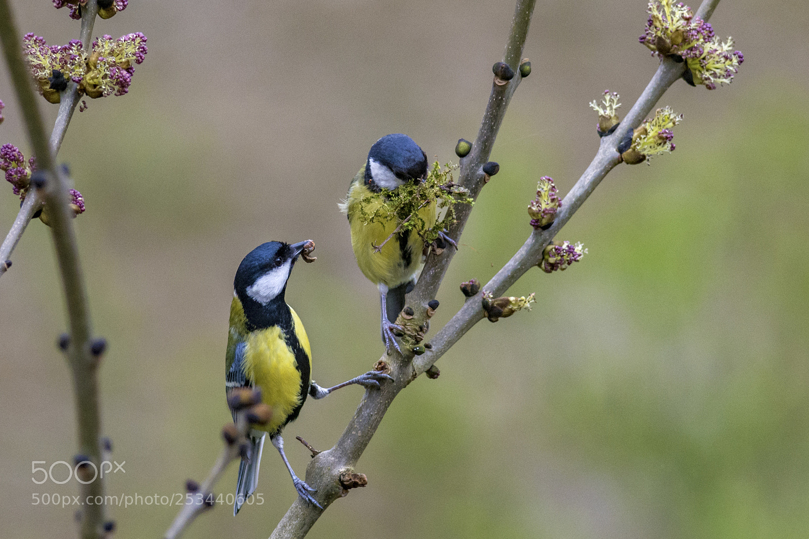 Nikon D7100 sample photo. Green-backed tit (parus monticolus) photography