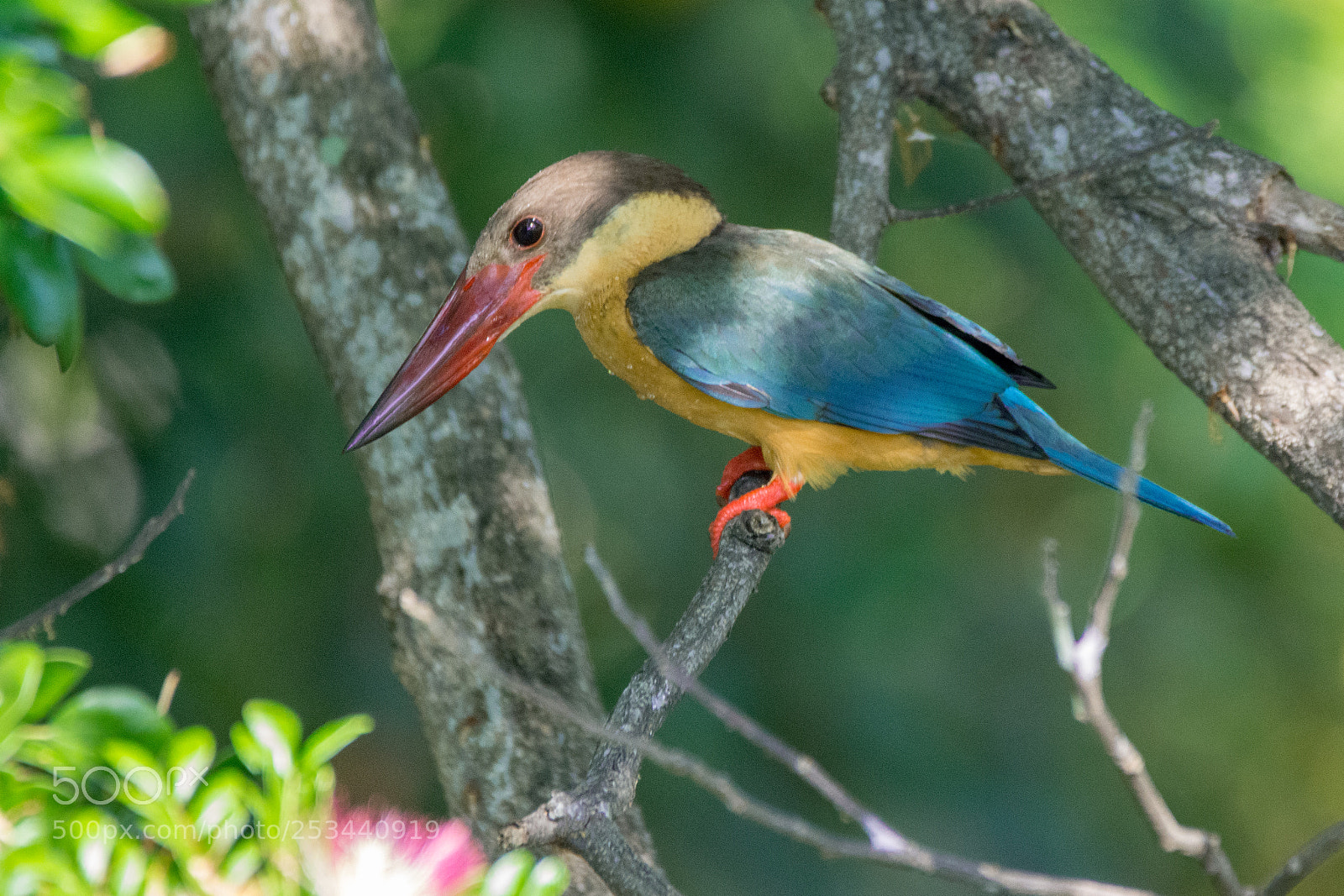 Nikon D7200 sample photo. Stork billed kingfisher (dsc_6696) photography