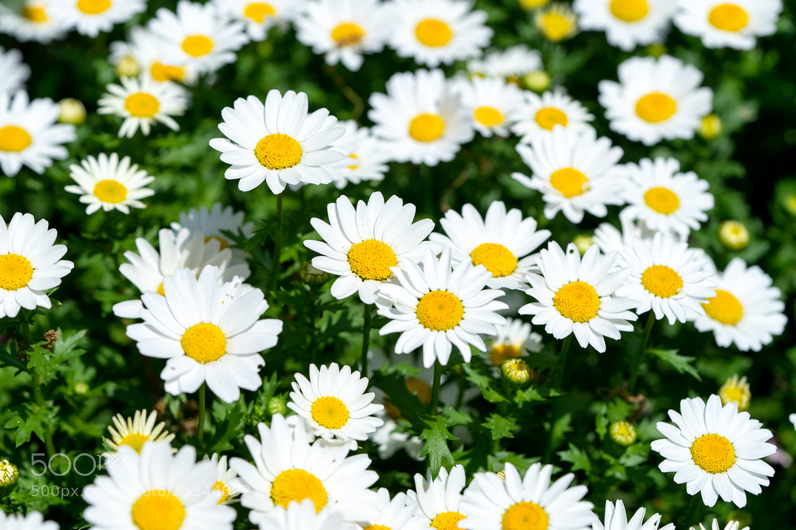 Sony a7 II sample photo. Marguerite photography