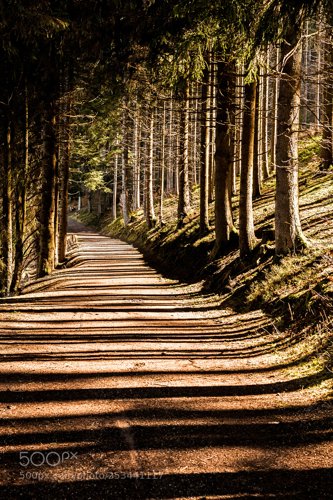 Nikon D5500 sample photo. Path through the woods photography