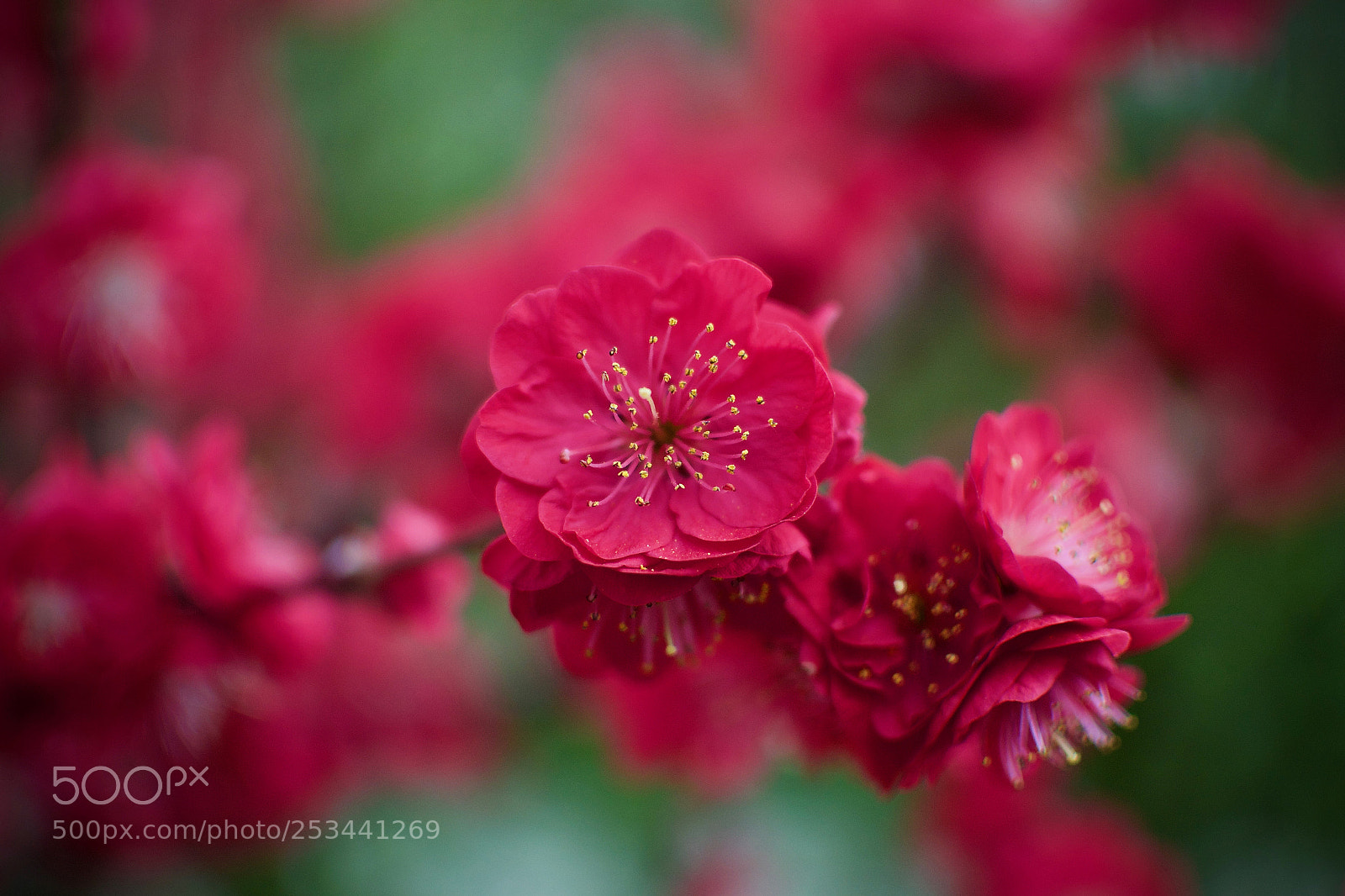 Nikon D3100 sample photo. Prunus persica 'melred' photography