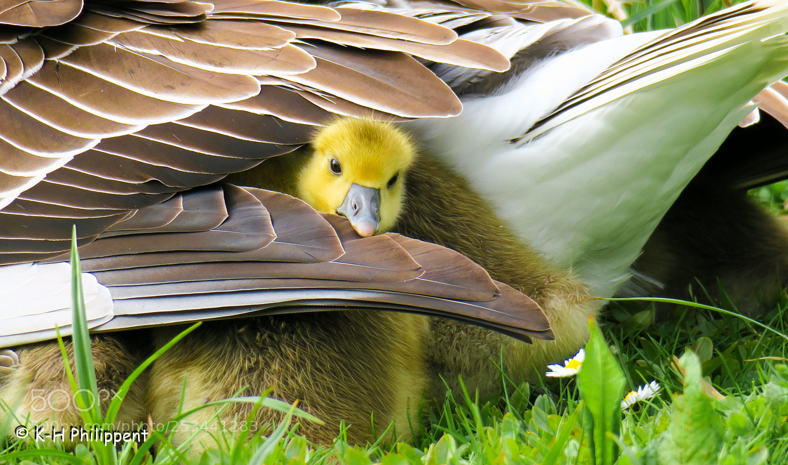 Canon PowerShot G3 X sample photo. Vellmar germany , ahnepark photography