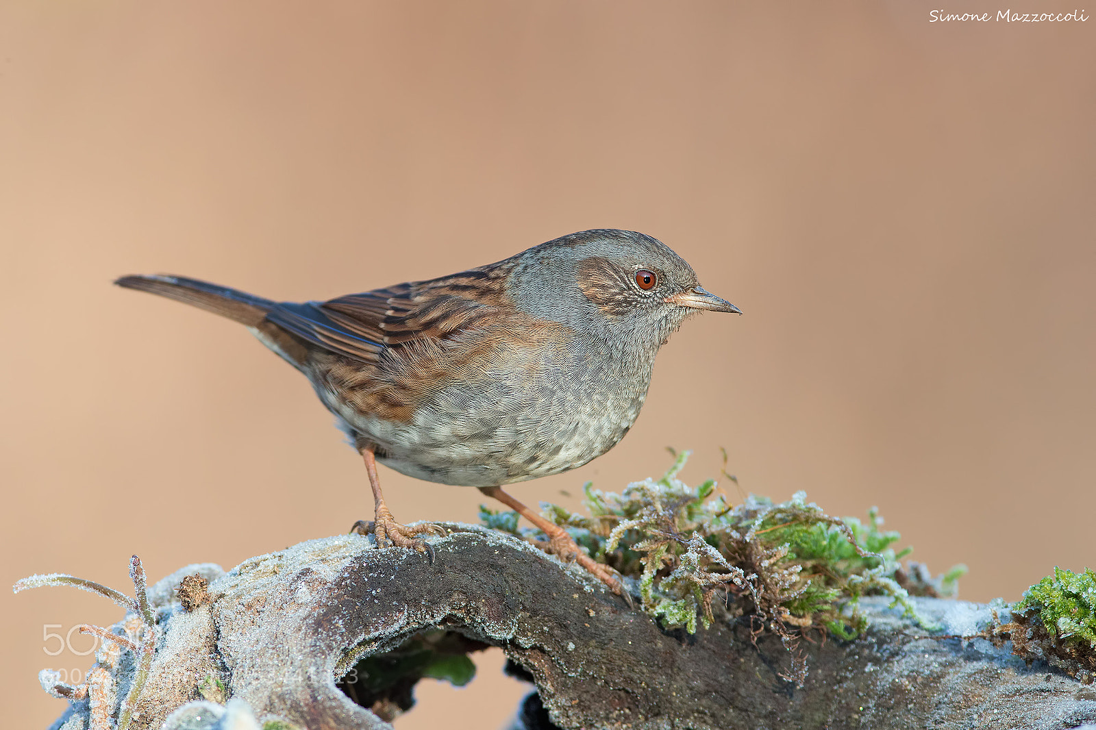 Canon EOS-1D X sample photo. Dunnock photography