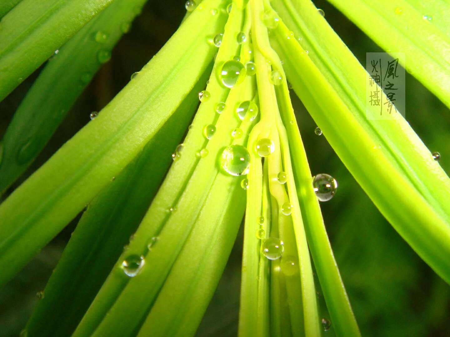 Sony DSC-T30 sample photo. 水滴 photography