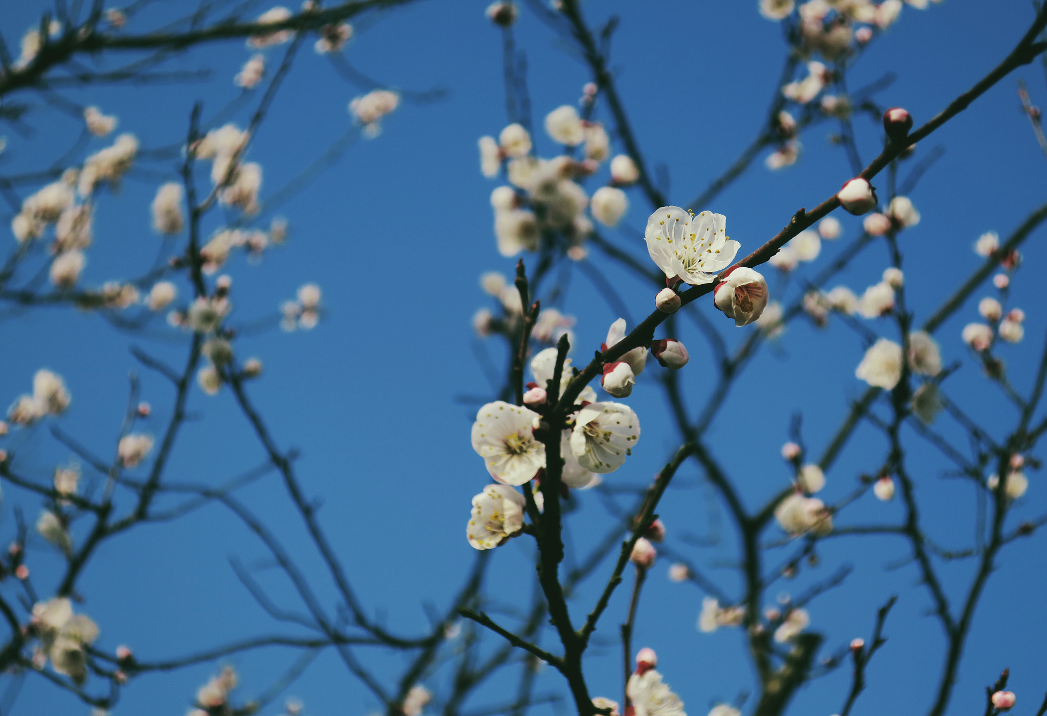 Canon PowerShot G9 X sample photo