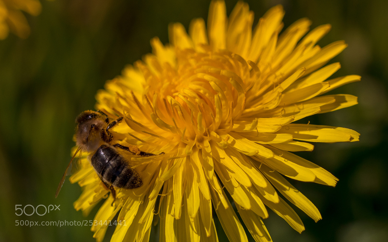 Canon EOS 80D sample photo. L'abeille et le pissenlit photography