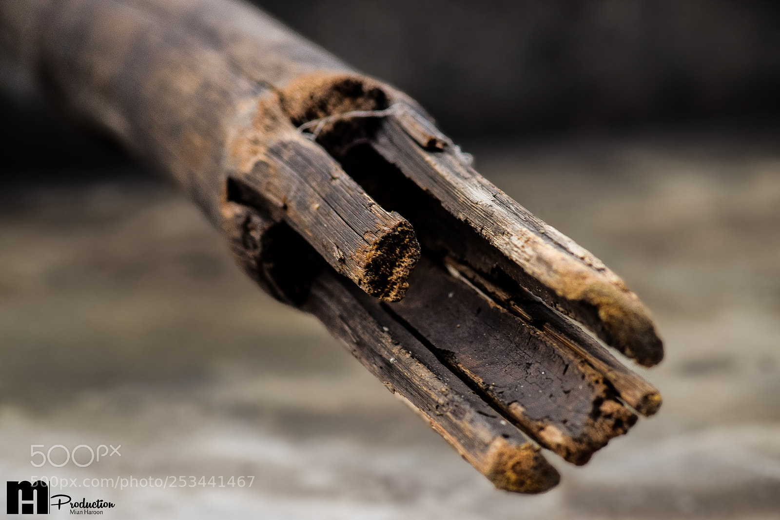 Nikon D5300 sample photo. Rustic bamboo edge photography